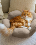 Purrfect Petals Cat Bed in Tan (21")