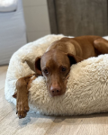 Dog_Co_1C5A2686