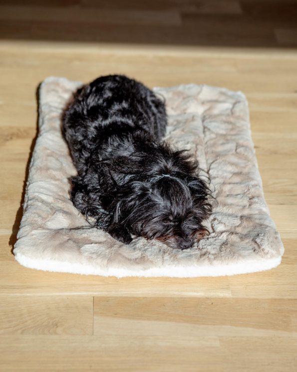 Dog_Co_1C5A0474