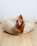 Dog_Co_1C5A2686