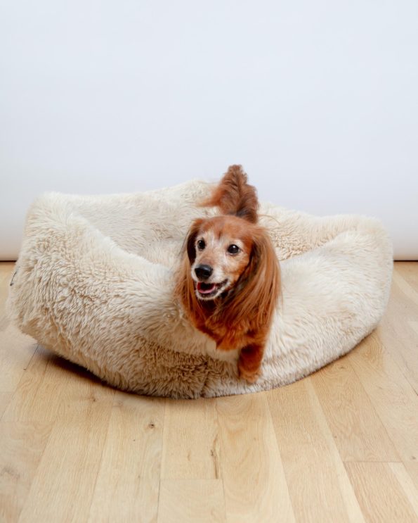 Dog_Co_1C5A2679