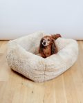 Dog_Co_1C5A2686