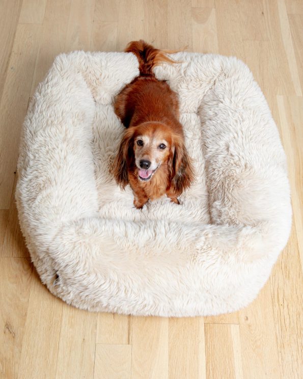 Dog_Co_1C5A2686