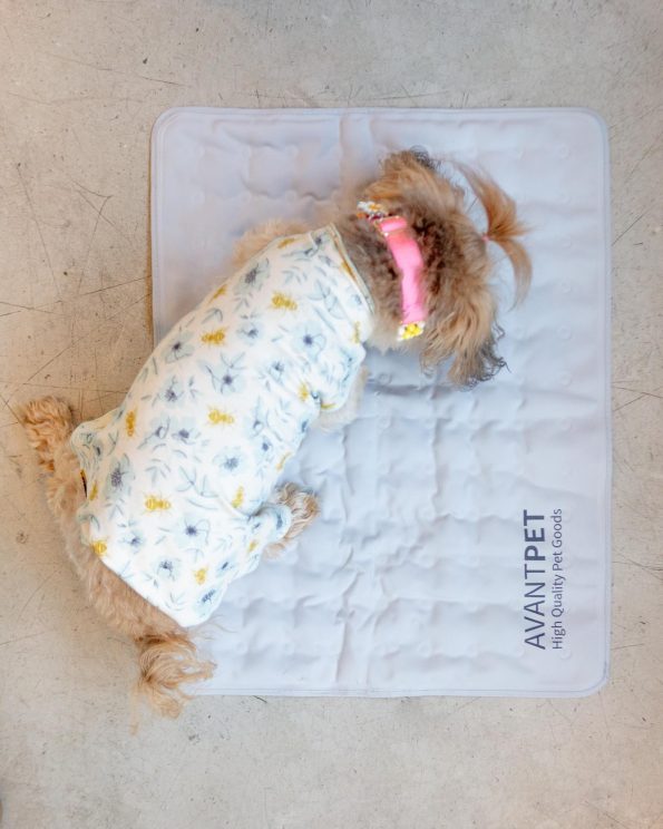 Dog_Co_1C5A8421