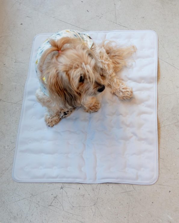 Dog_Co_1C5A8430