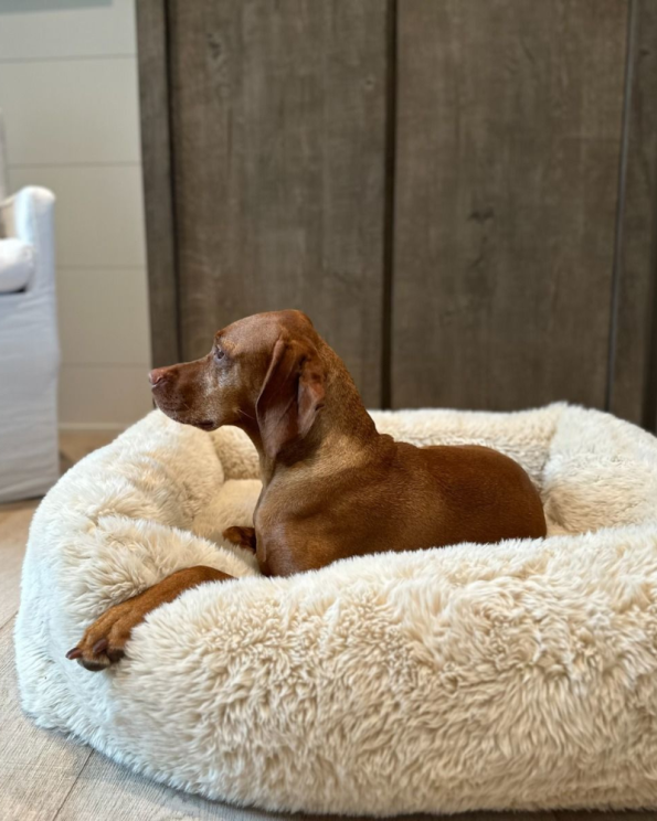 bowsers_fluffernutter_franklin_bed_2